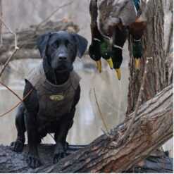 Neopren vest til jagthunden