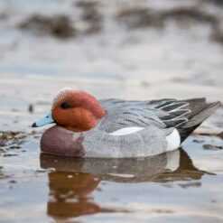 Avian-X Pibeand (Europæisk)