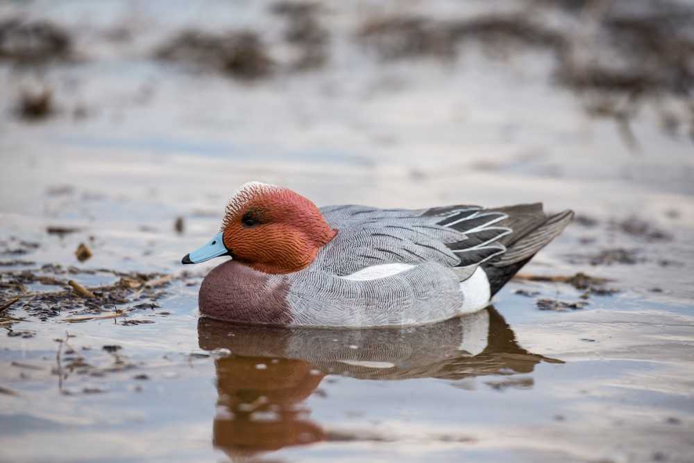 Avian-X Pibeand (Europæisk)