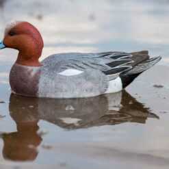 Avian-X Pibeand (Europæisk)