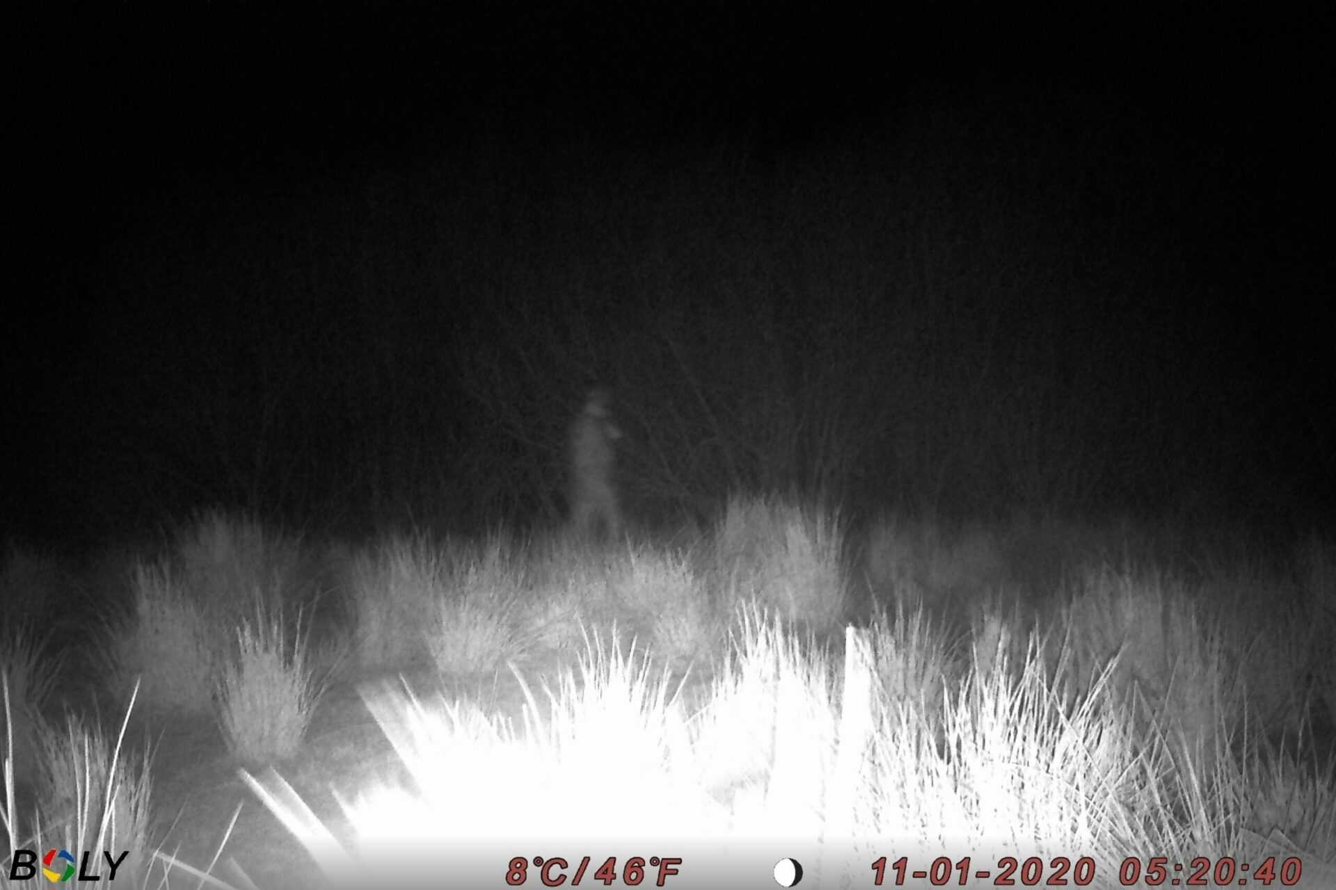 Test af vildtkameraer