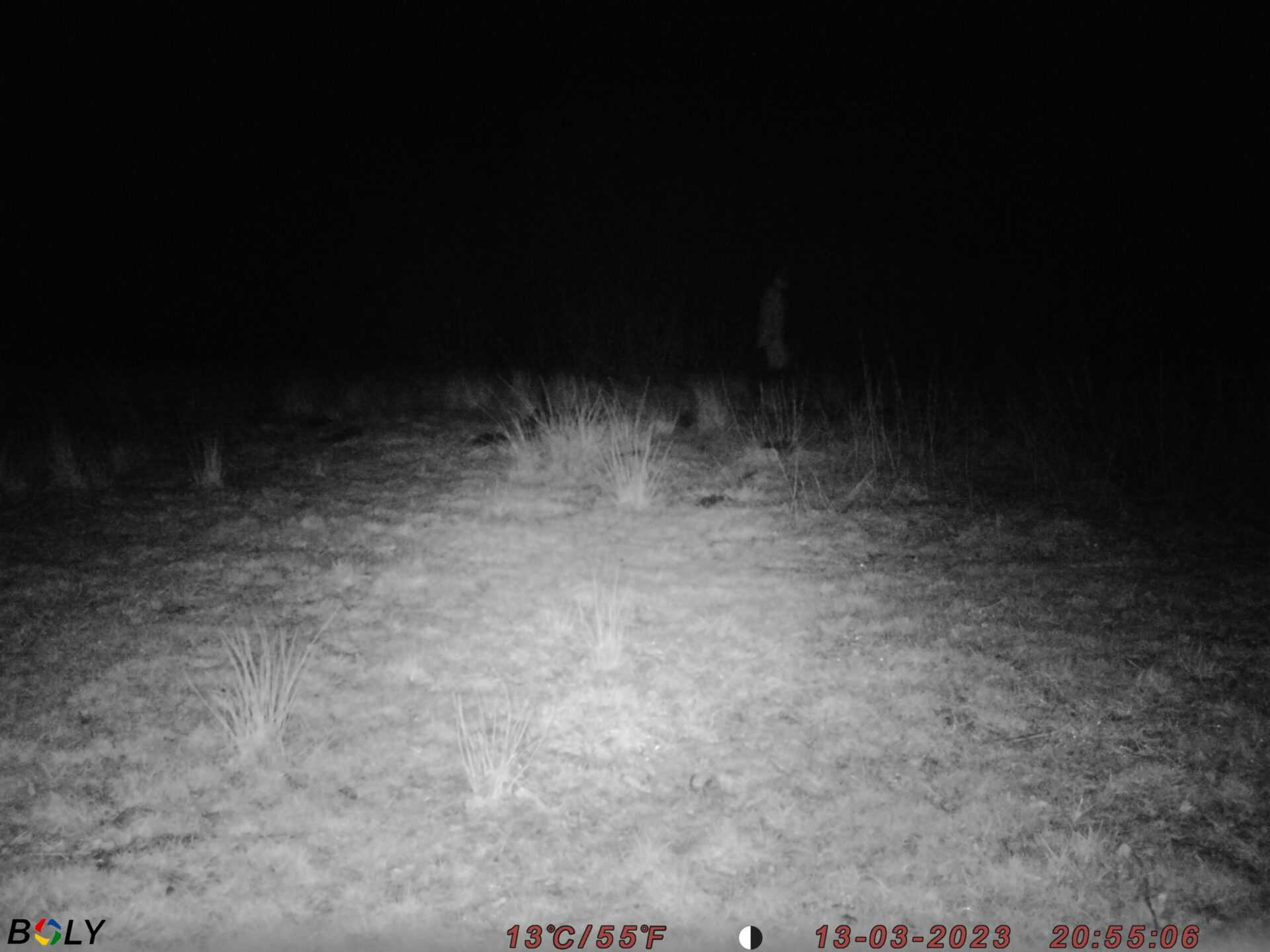 Test af vildtkameraer