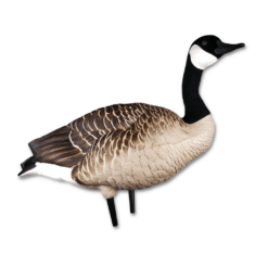 Canadagæs